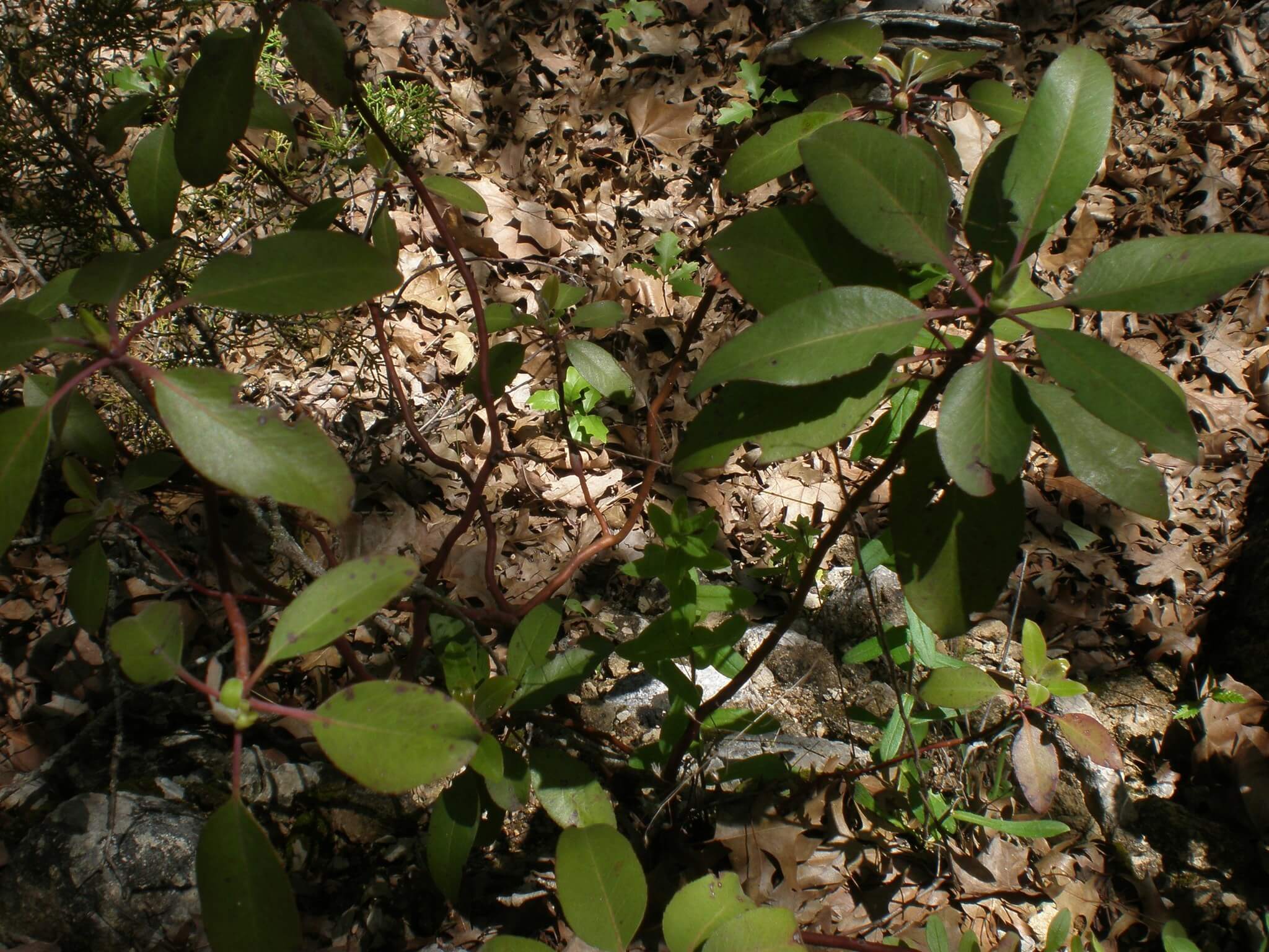 Arbutus xalapensis